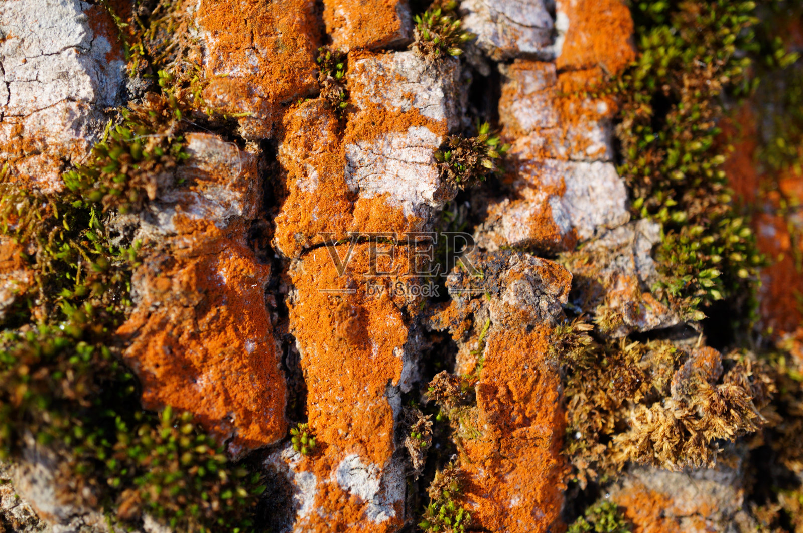 树皮特写。纹理图像。木制背景。照片摄影图片