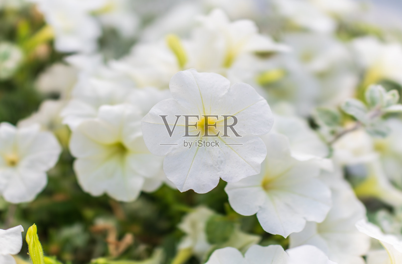 白色牵牛花的花瓣。特写，选择性聚焦。照片摄影图片