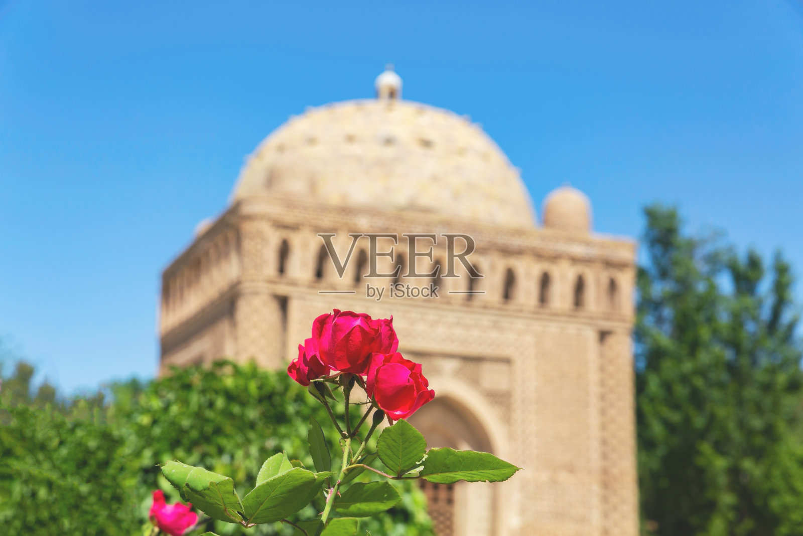 蓝天映衬下的萨曼尼陵墓，前景是鲜艳的红玫瑰。乌兹别克斯坦布哈拉(Bukhara)的公共公园照片摄影图片