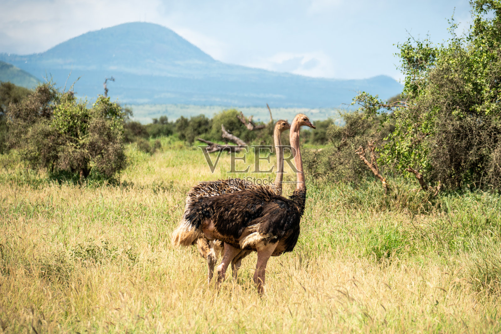 野生雄性鸵鸟在马赛马拉，肯尼亚，非洲。坦桑尼亚可以在背景中看到。照片摄影图片