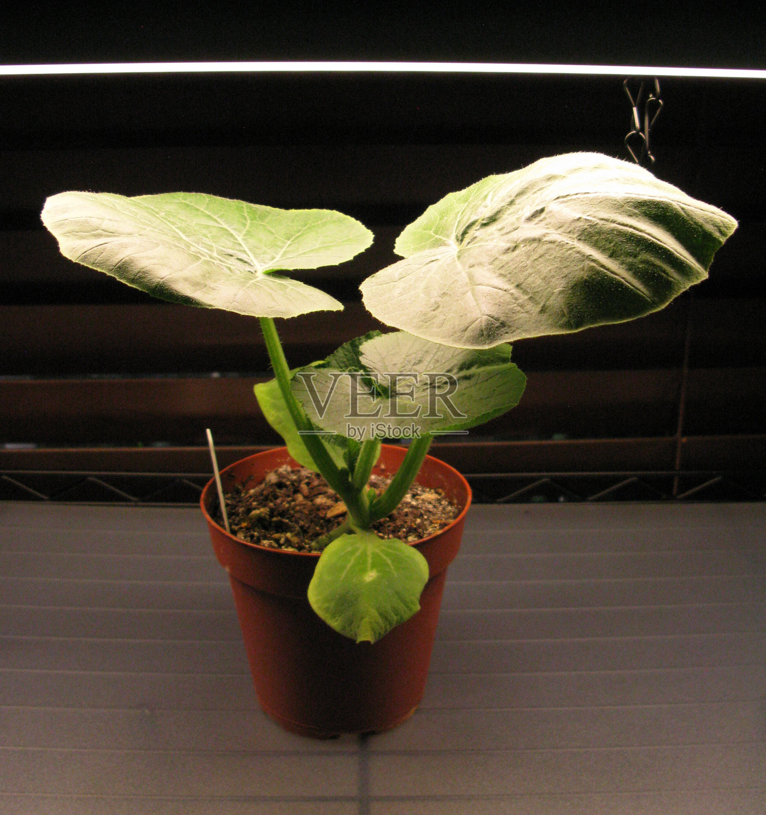 南瓜苗照片摄影图片