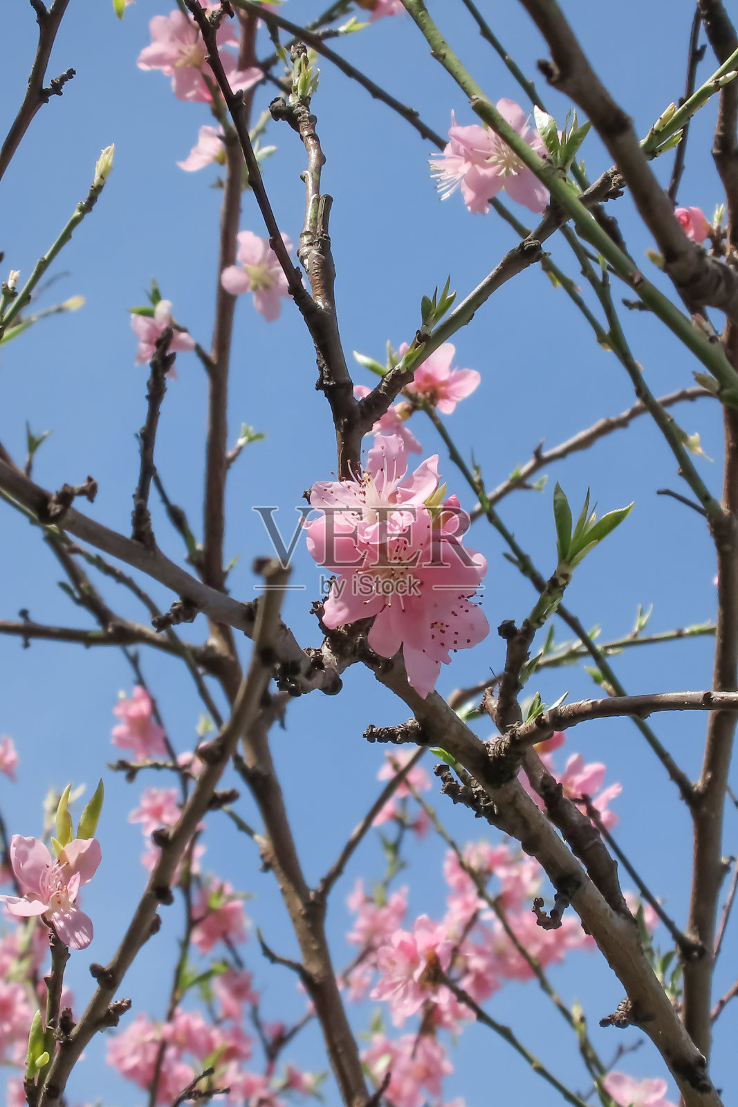 五彩缤纷的春天。枝繁叶茂的季节之美。照片摄影图片
