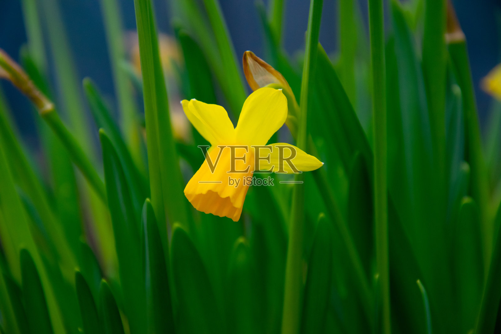 黄色水仙，水仙花。美丽的春花照片摄影图片