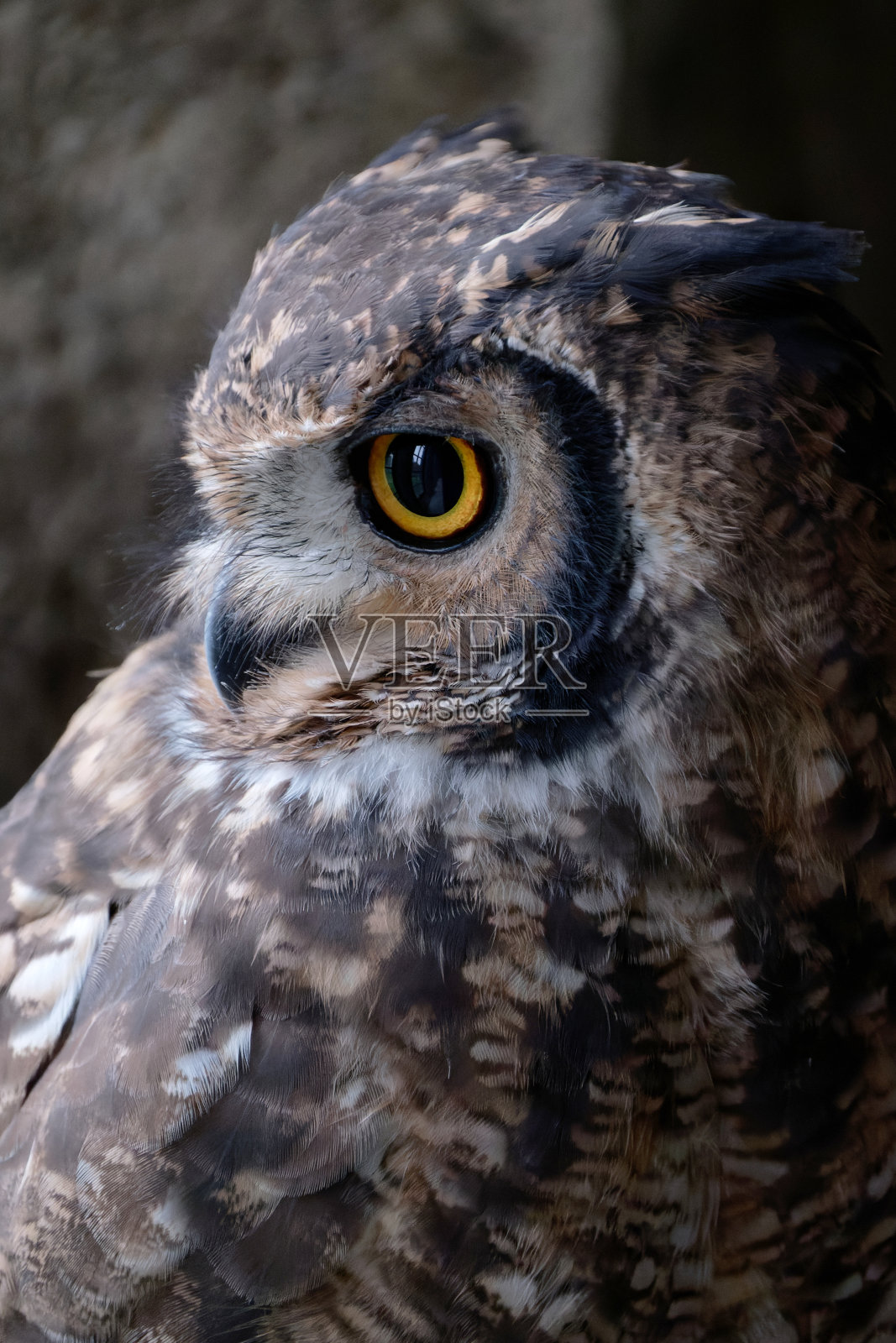 欧亚鹰鸮特写照片摄影图片