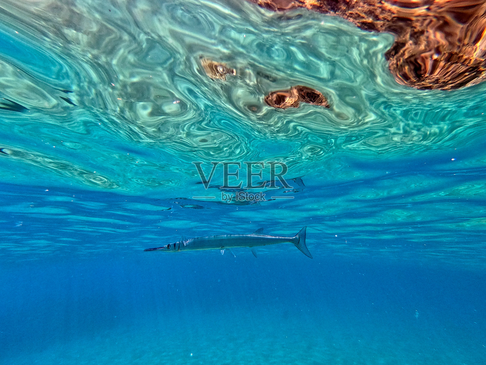 珊瑚礁中的Garfish或Needlefish(鳄鱼属)。照片摄影图片