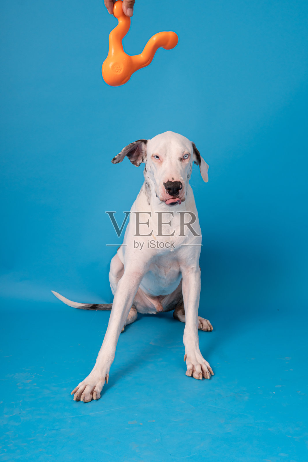 博美犬、蓬松的荷兰牧羊犬、黑猫、可爱的缅因猫、灰猫、美国斗牛犬、小狗、金毛寻回犬、美国斯塔福德郡犬、德国牧羊犬照片摄影图片