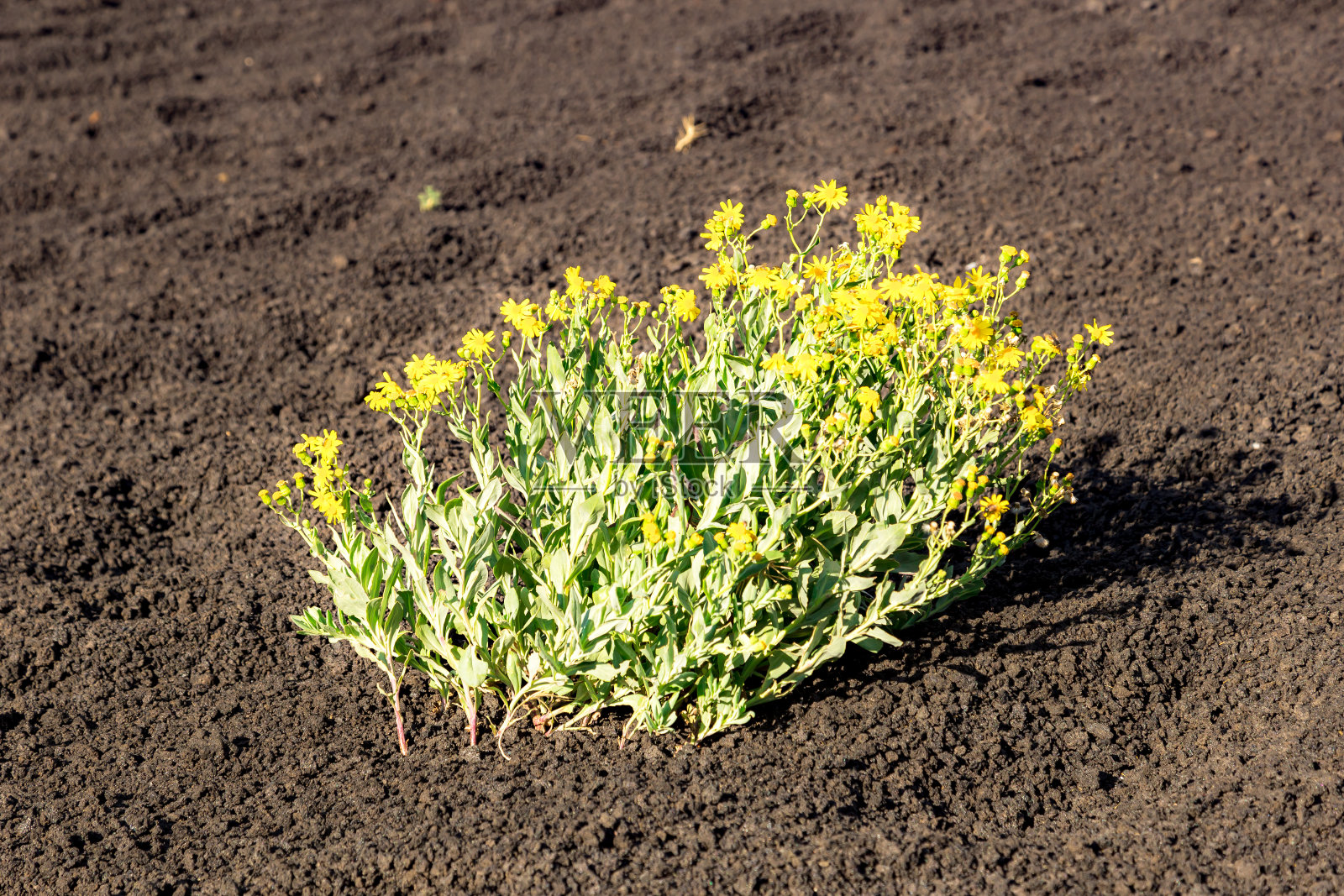 意大利西西里岛的埃特纳火山。爬上埃特纳火山的山顶。照片摄影图片