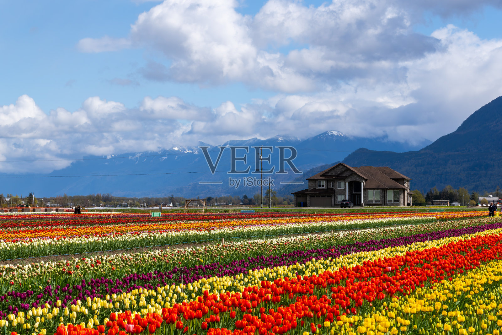 阿伯茨福德郁金香节照片摄影图片