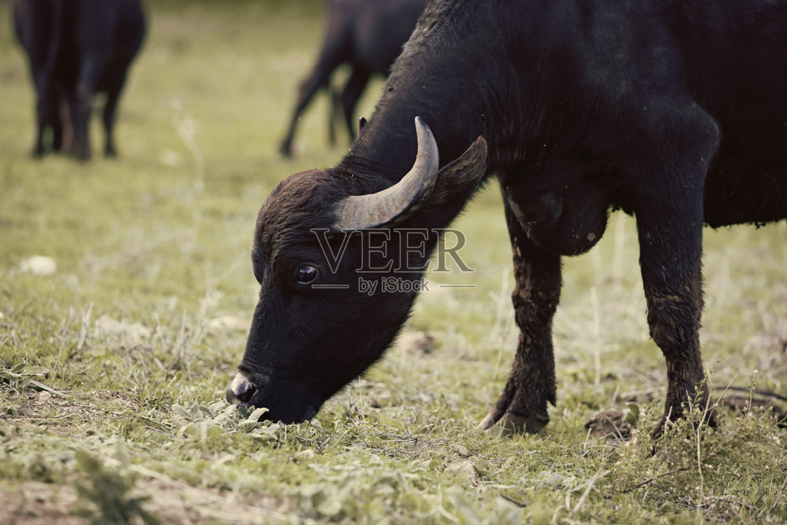 水牛照片摄影图片