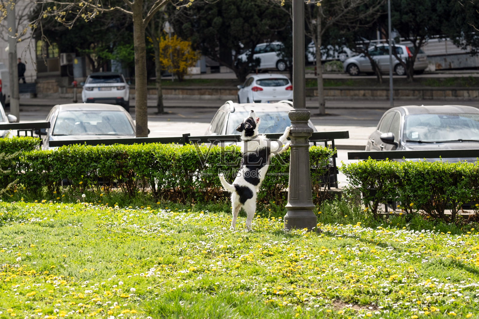和顽皮的狗在城市里散步照片摄影图片