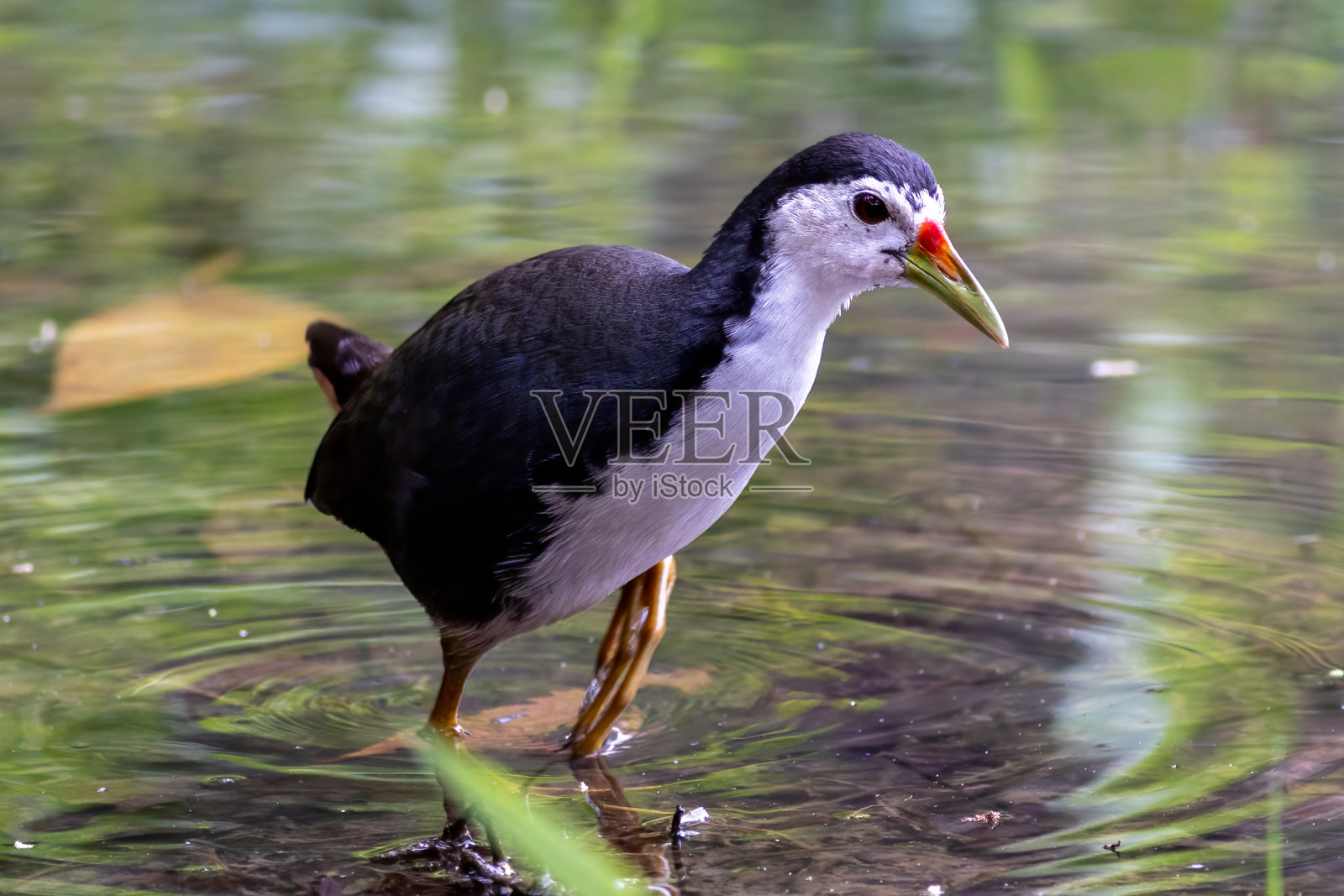 亚洲美丽的鸟，它是一种在泰国发现的鸟。照片摄影图片