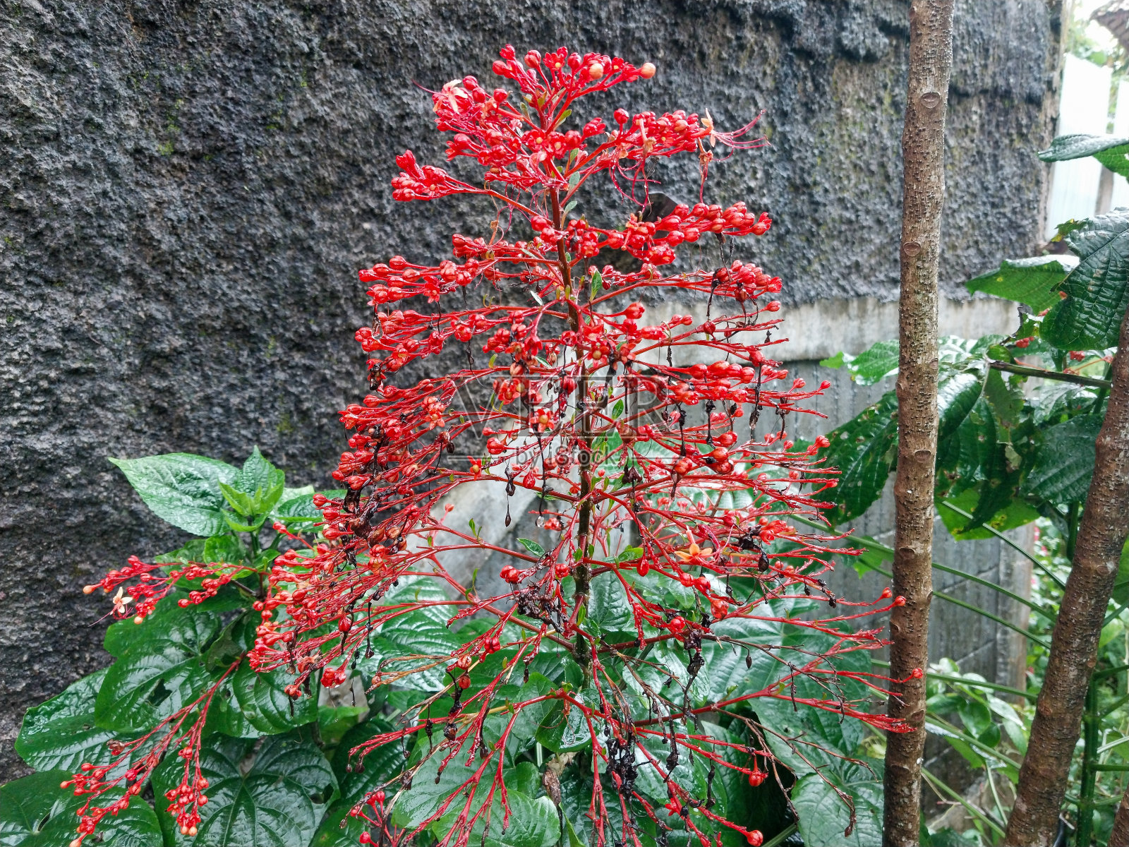 宝塔花之红(Clerodendrum paniculatum)照片摄影图片