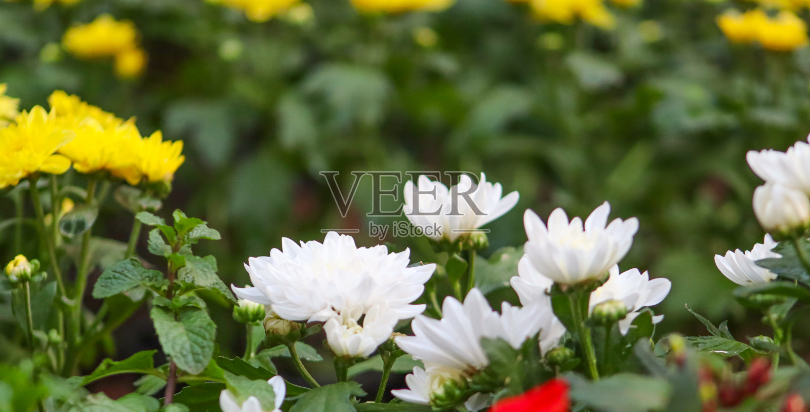 公园里的紫菀花和绿叶里的花照片摄影图片