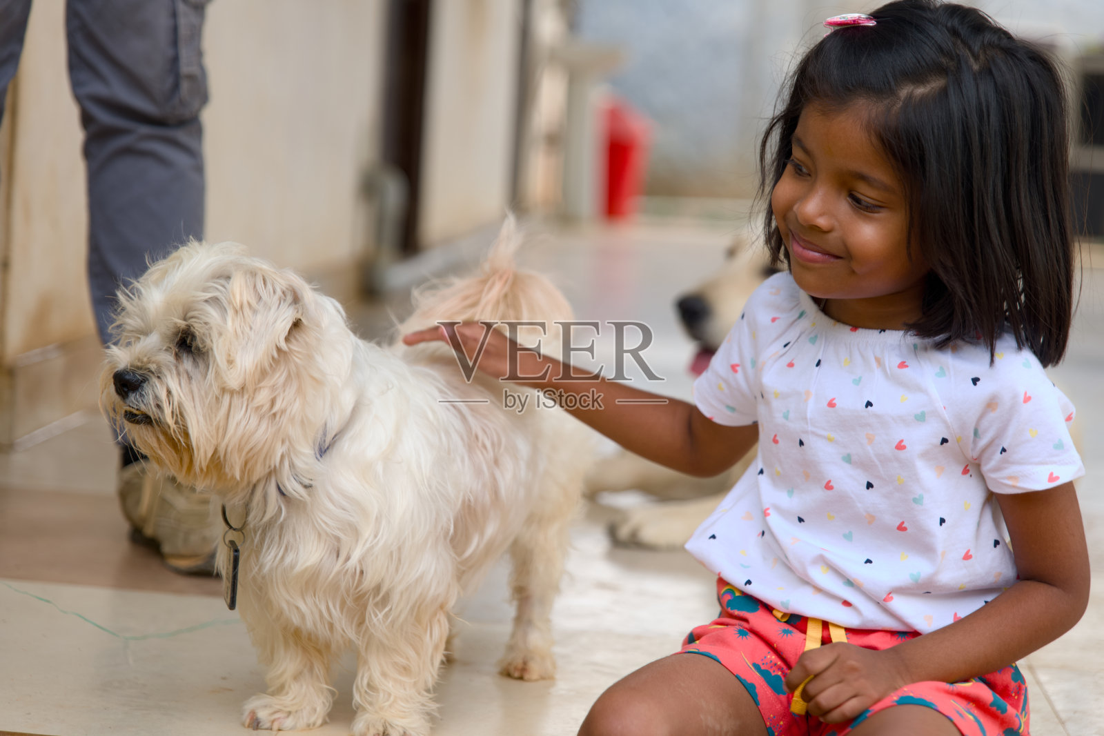 一个女孩和她的马耳他狗分享一个有趣的时刻照片摄影图片