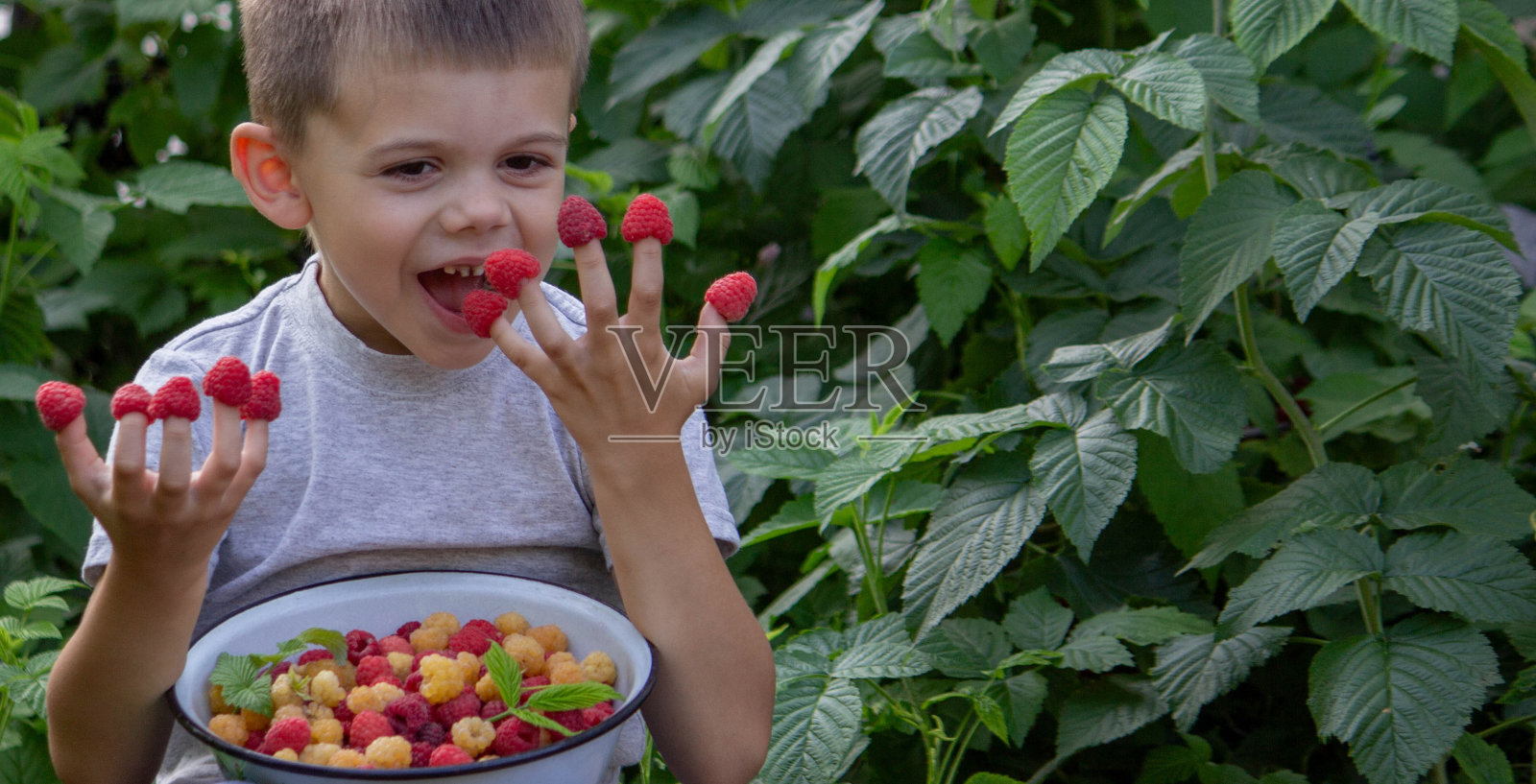 小男孩在花园的背景上吃覆盆子。有选择性的重点照片摄影图片