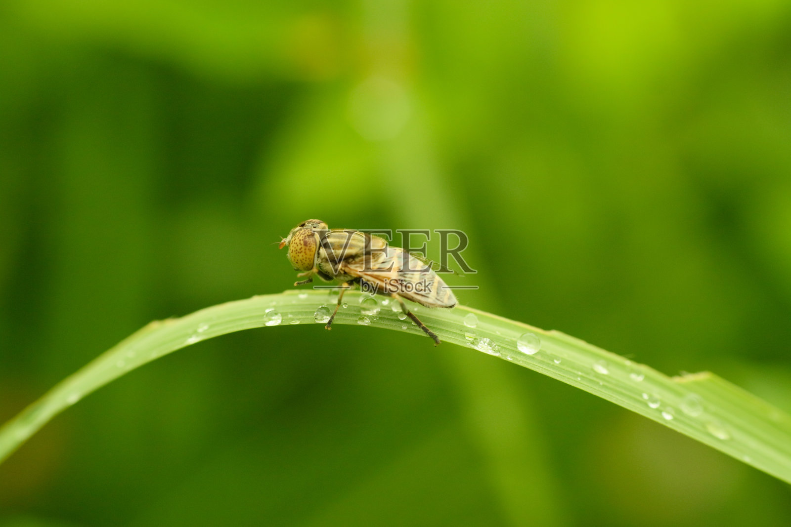 苍蝇在树叶上的特写照片，背景模糊照片摄影图片