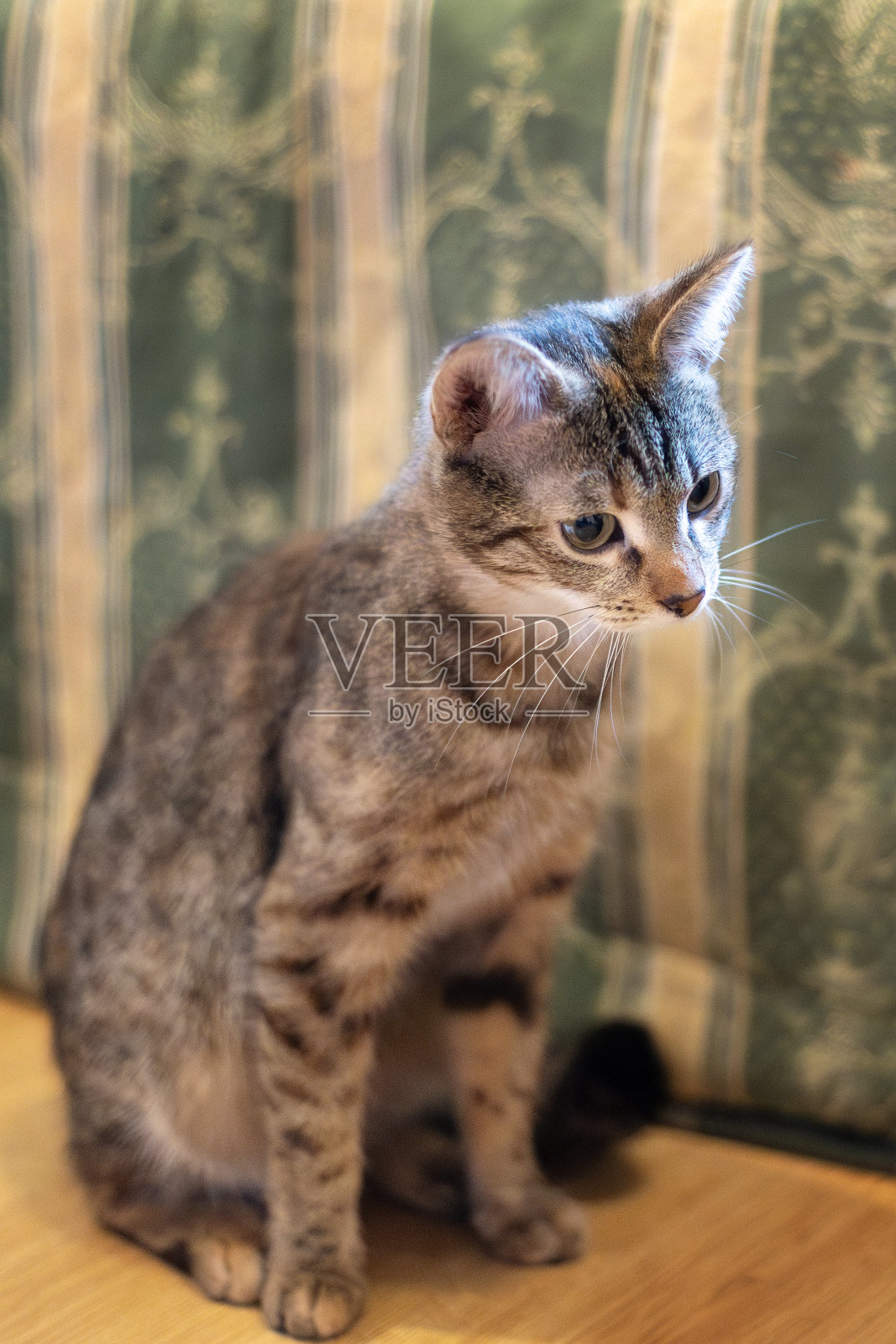 坐在家里的虎斑猫小猫的肖像照片摄影图片