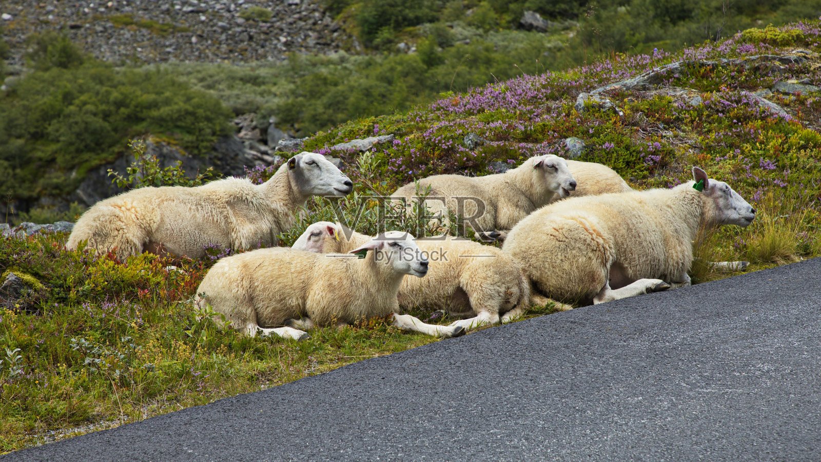 欧洲挪威，Gamle Strynefjellsvegen风景秀丽的公路上的绵羊照片摄影图片