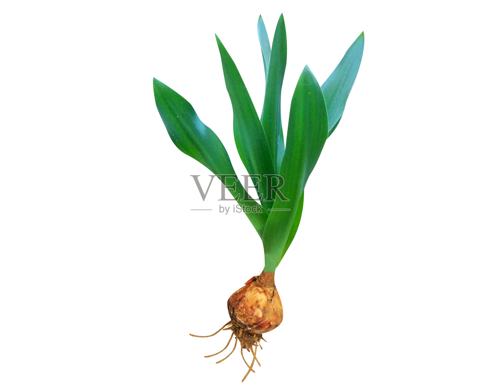 Drimia maritima或Urginea maritima照片摄影图片