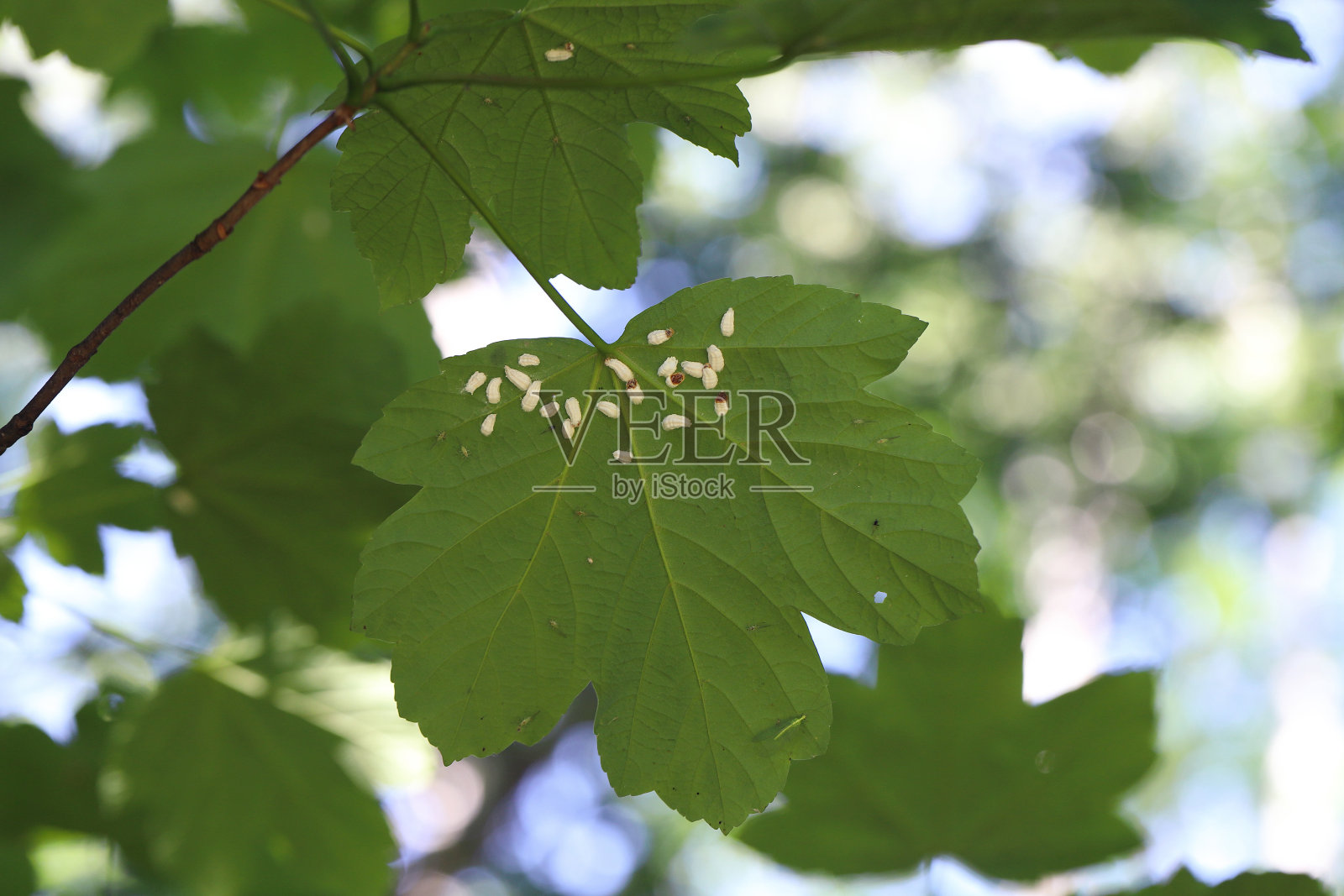 绣球鳞片(绣球科)。枫叶下的昆虫。照片摄影图片