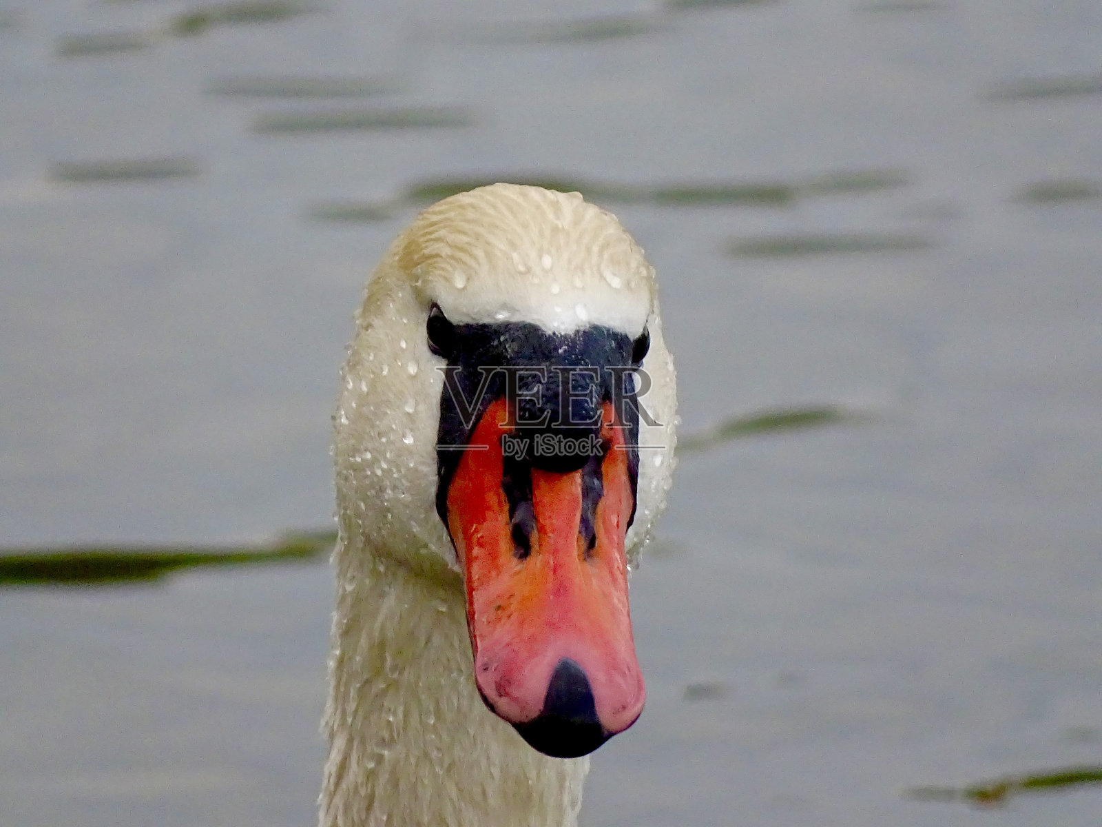 天鹅照片摄影图片