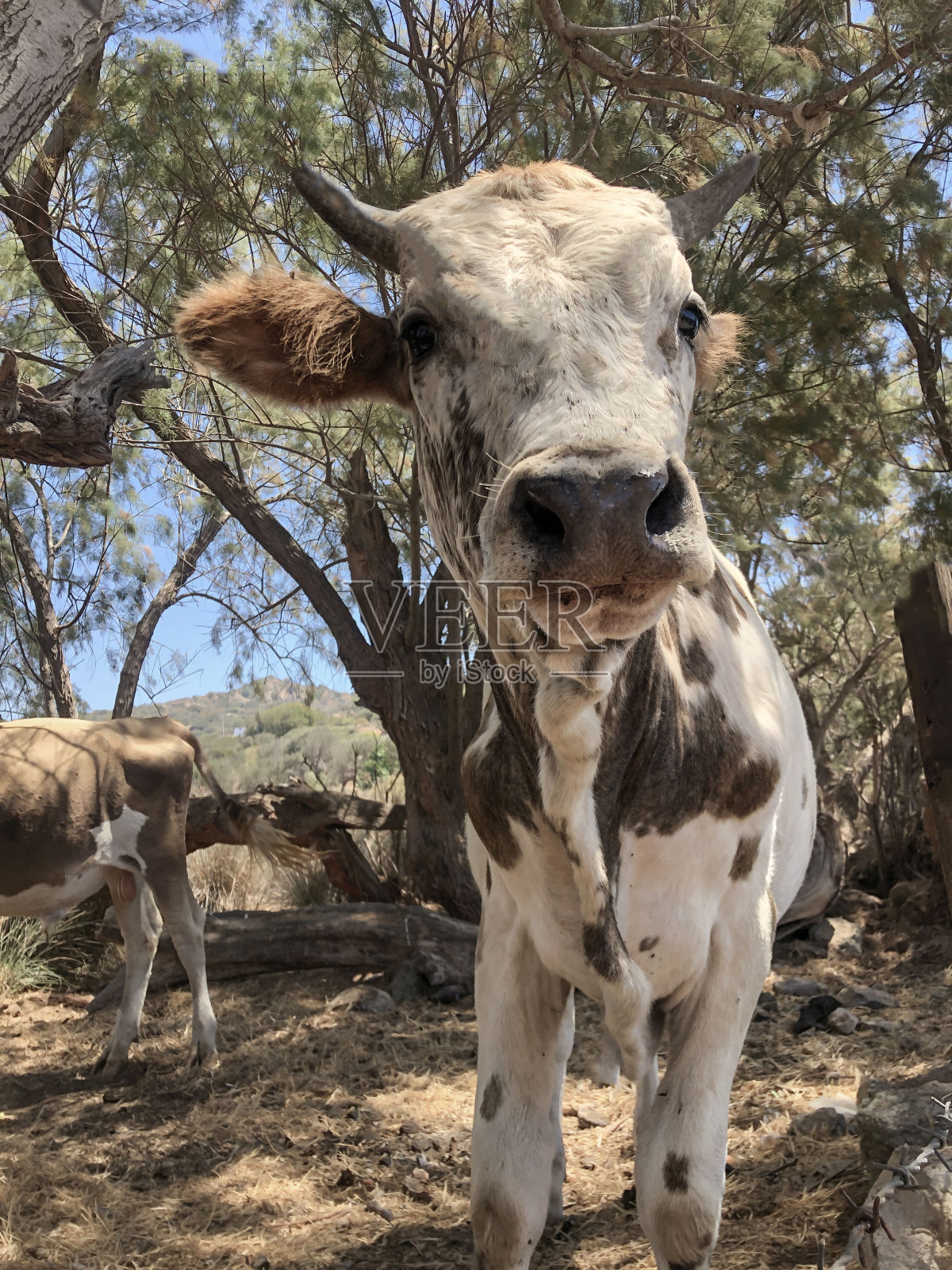 牛场农场的牛头特写照片摄影图片