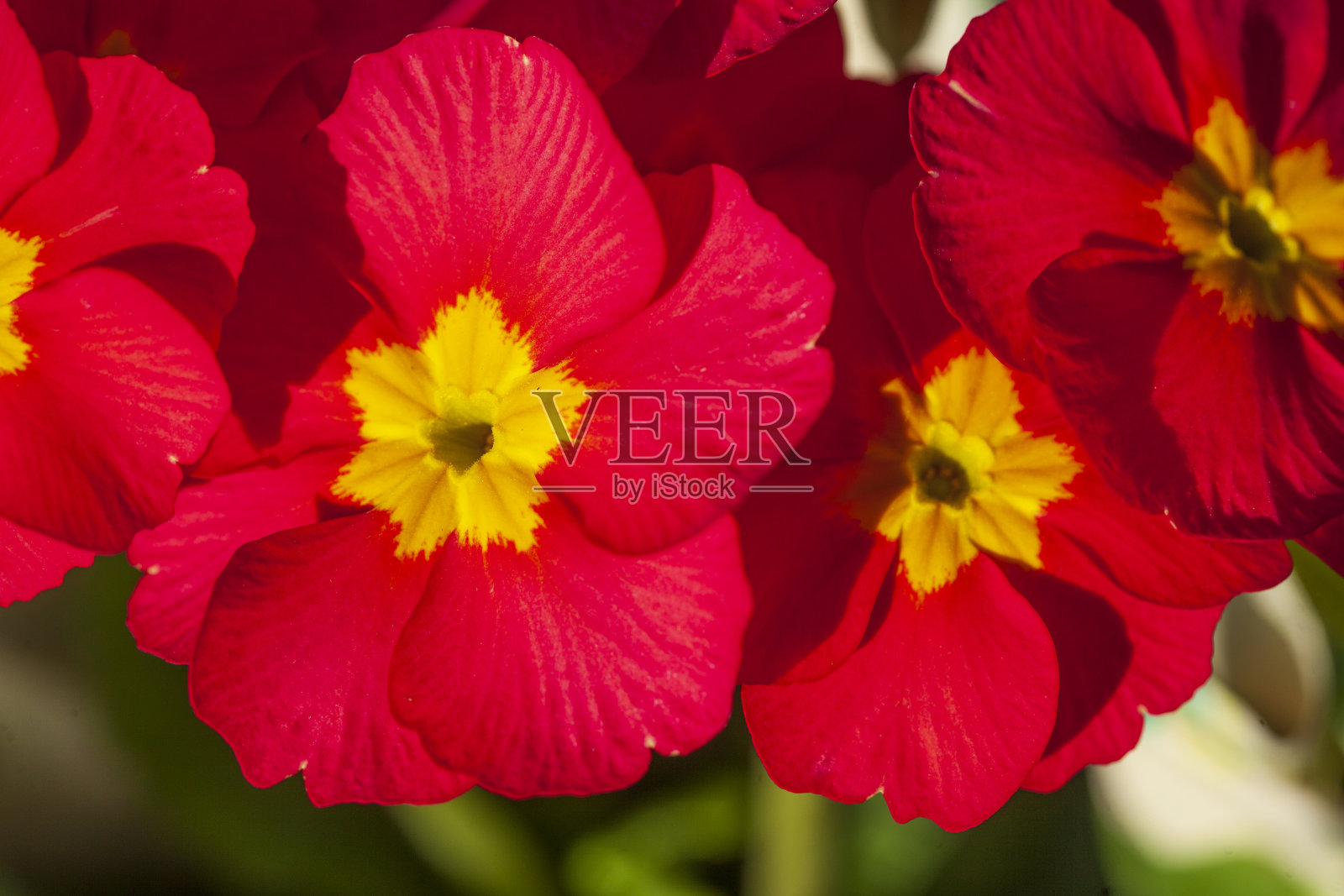 红色樱草花，特写，德国照片摄影图片