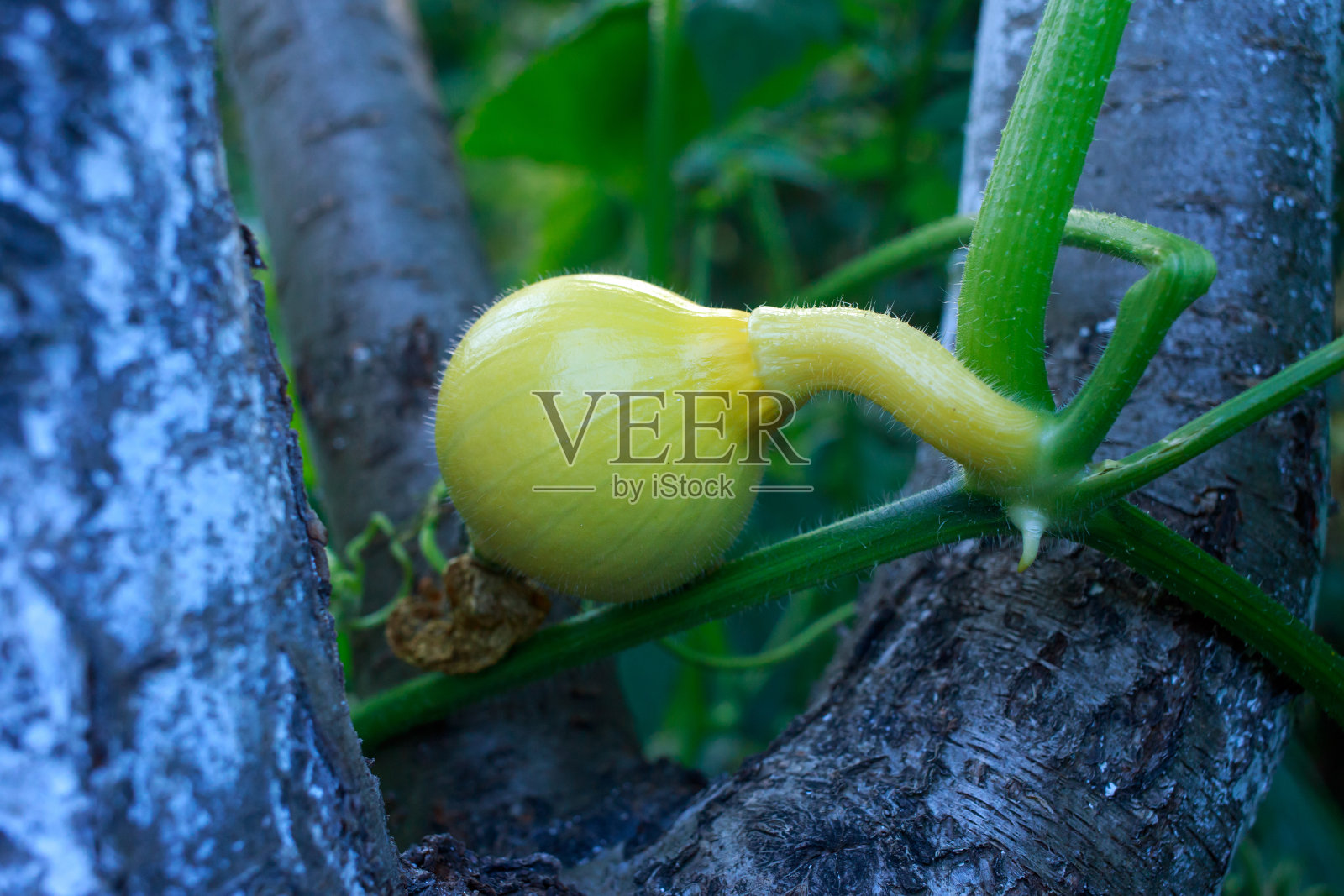 大绿南瓜照片摄影图片