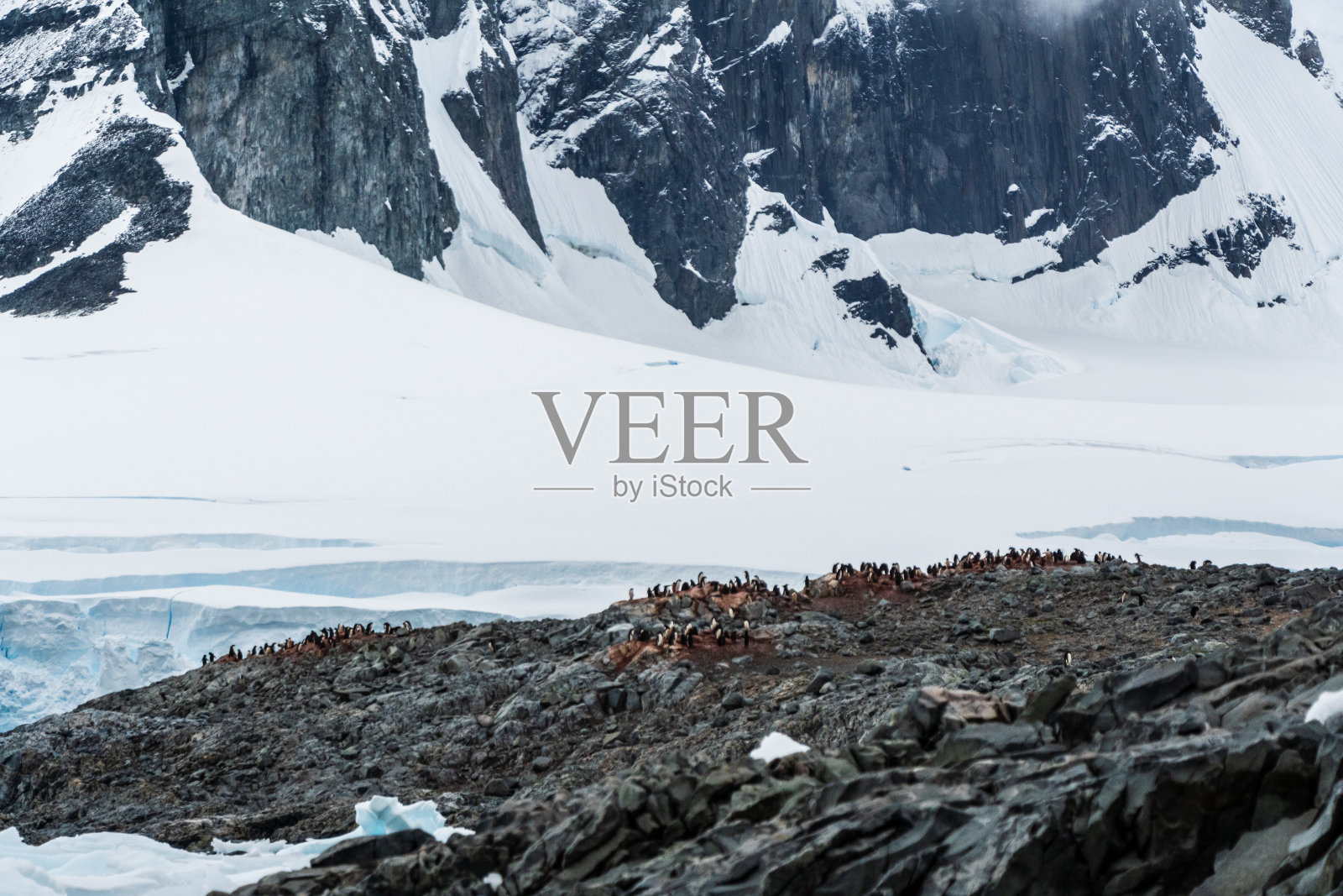 阿德利企鹅群在鱼岛的印象照片摄影图片