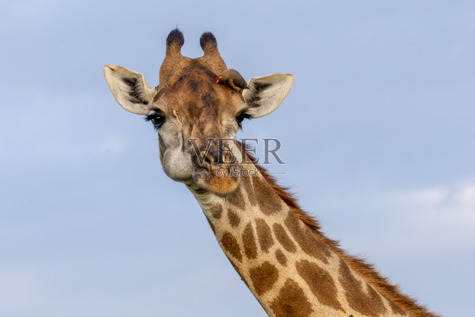 南非林波波省克鲁格国家公园萨塔拉附近的长颈鹿(Kameelperd)特写照片摄影图片