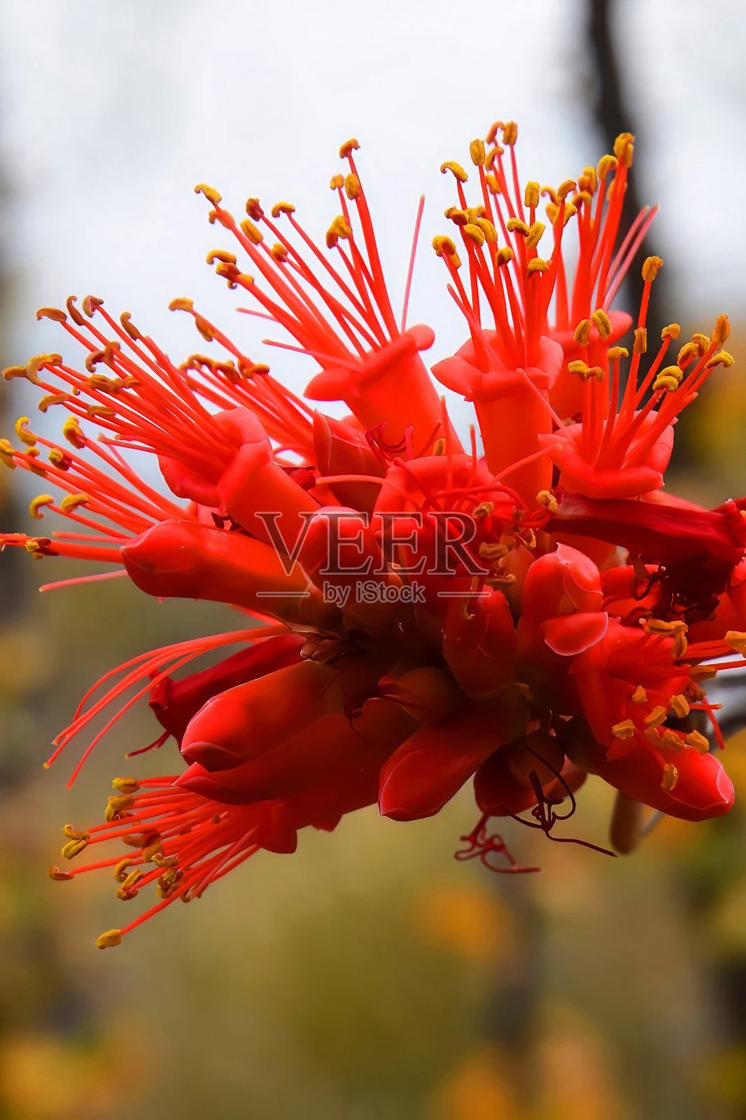 仙人掌开花宏观照片摄影图片