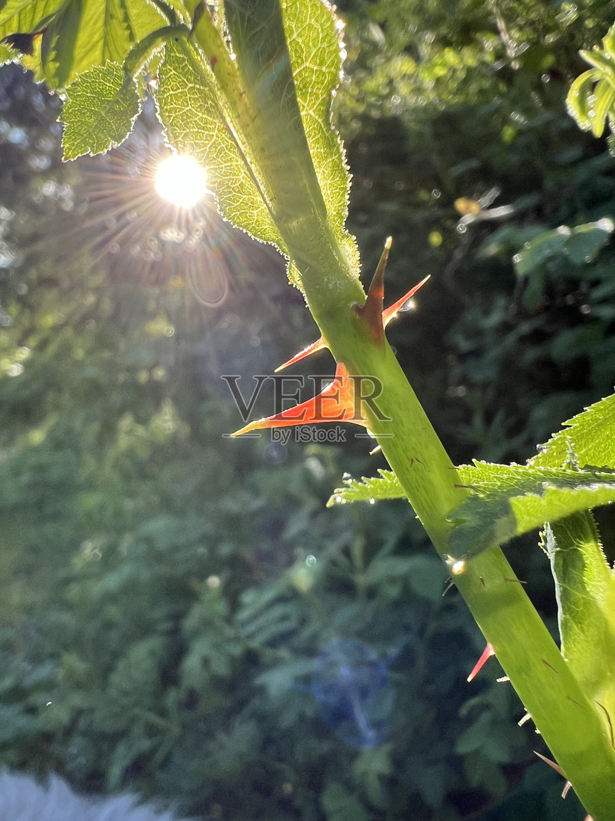 荆棘之美照片摄影图片