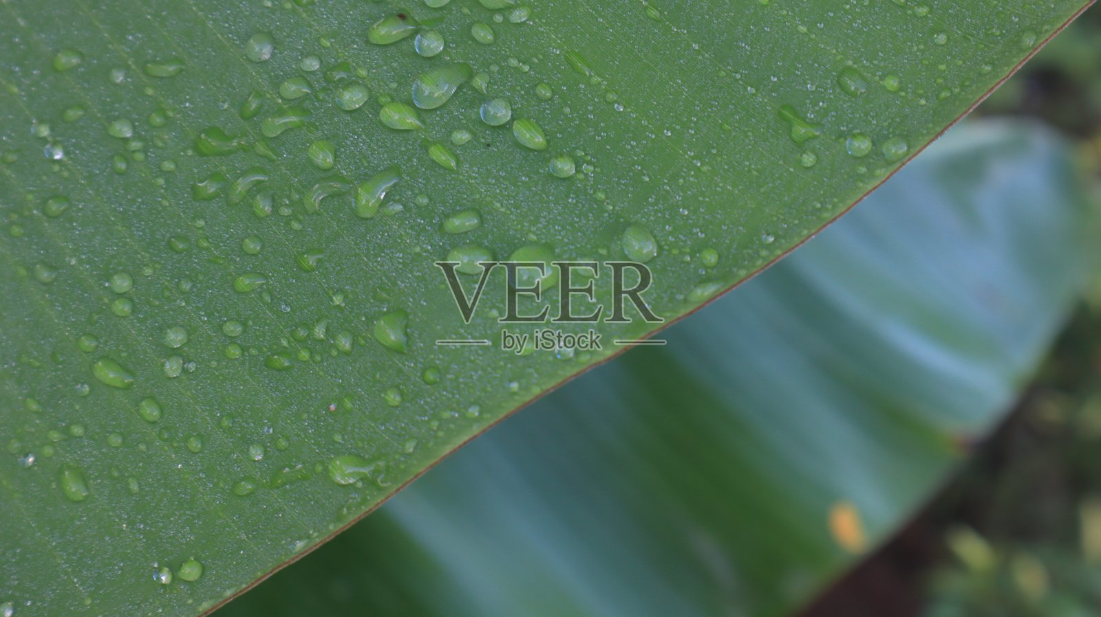 水滴落在绿叶上照片摄影图片