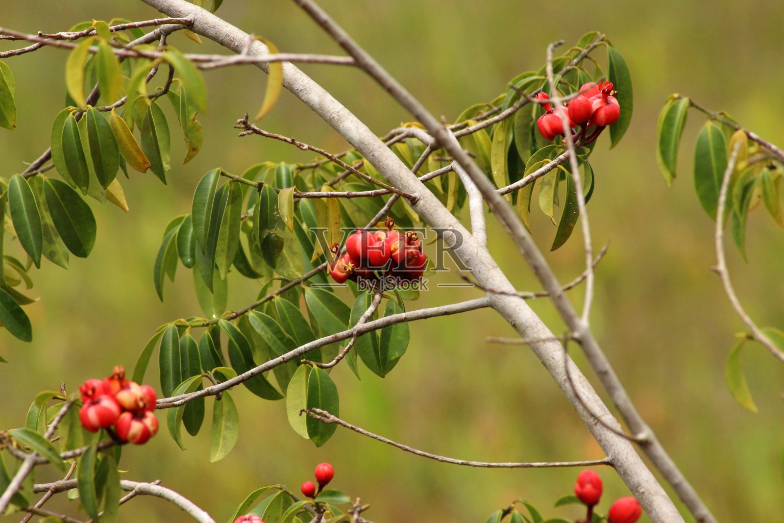 果木-野生红色果实/种子照片摄影图片