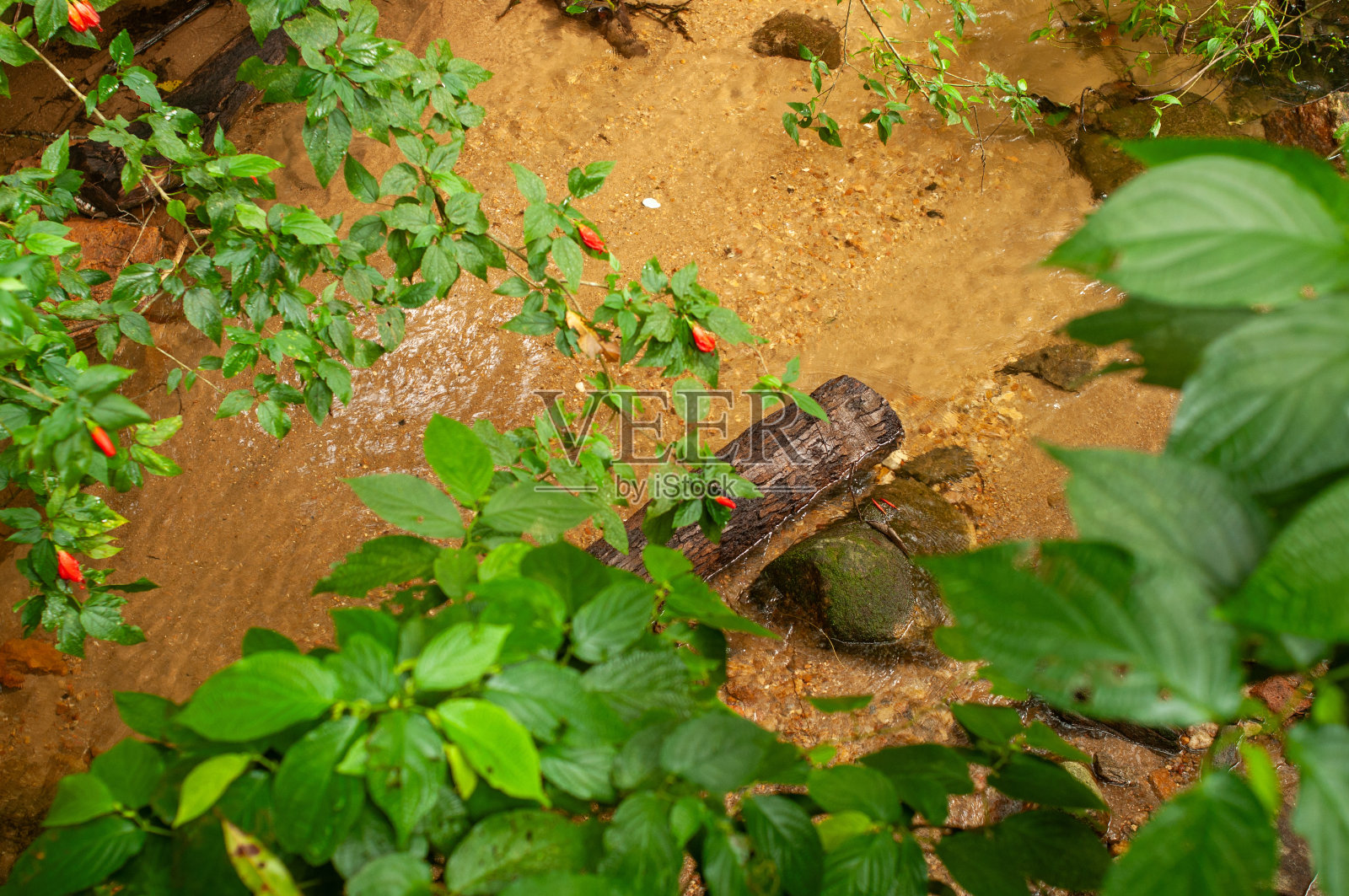一条小溪穿过蒂茹卡森林国家公园，这是世界上最大的城市公园，位于里约热内卢，提供环境、文化、旅游和休闲服务照片摄影图片