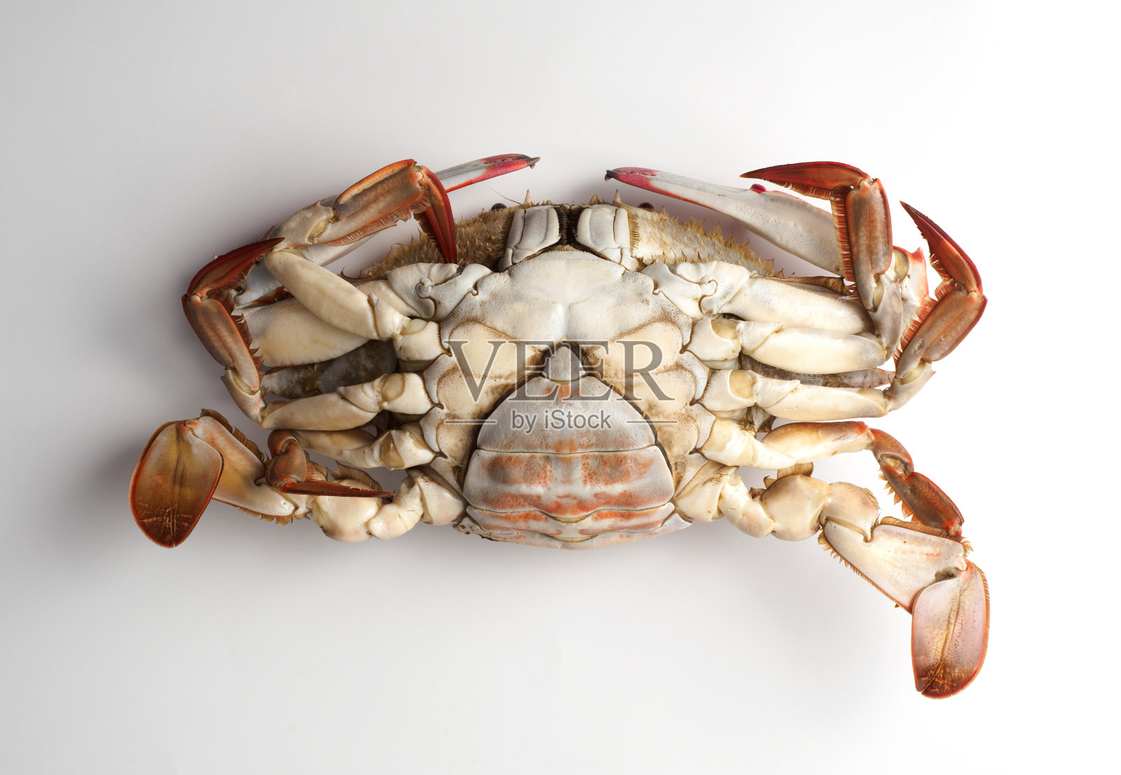 白色背景上的阿玛图斯照片摄影图片