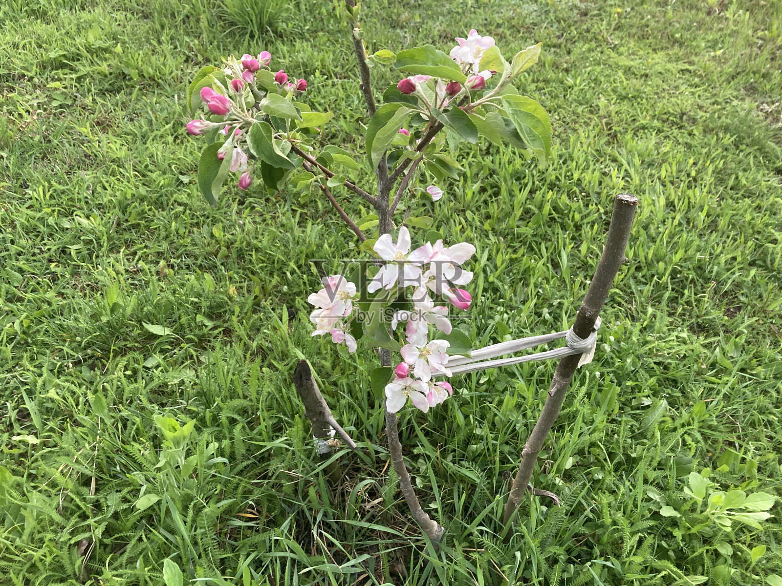 春天的花儿在花园里盛开照片摄影图片