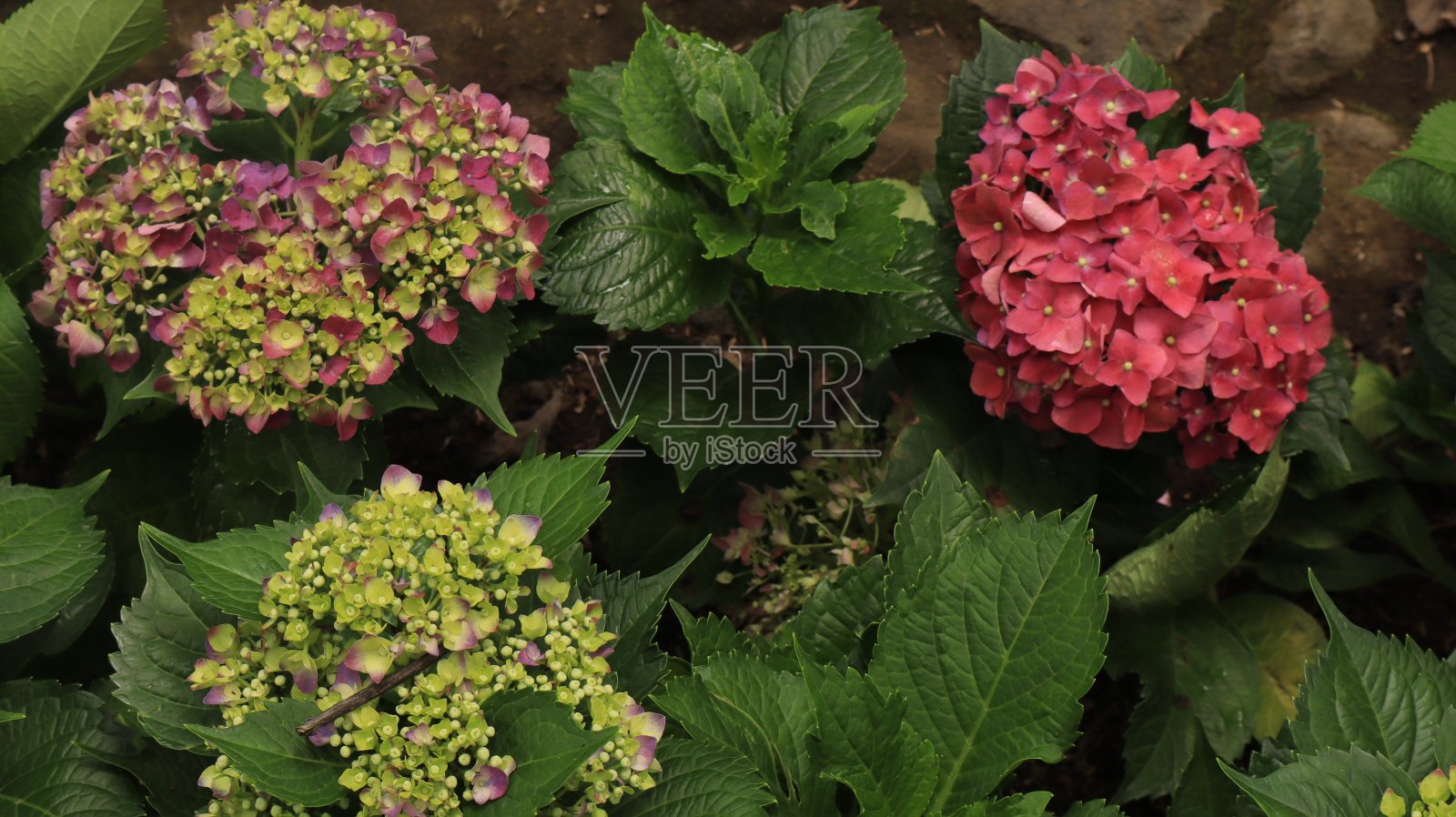 绣球花属植物开花照片摄影图片