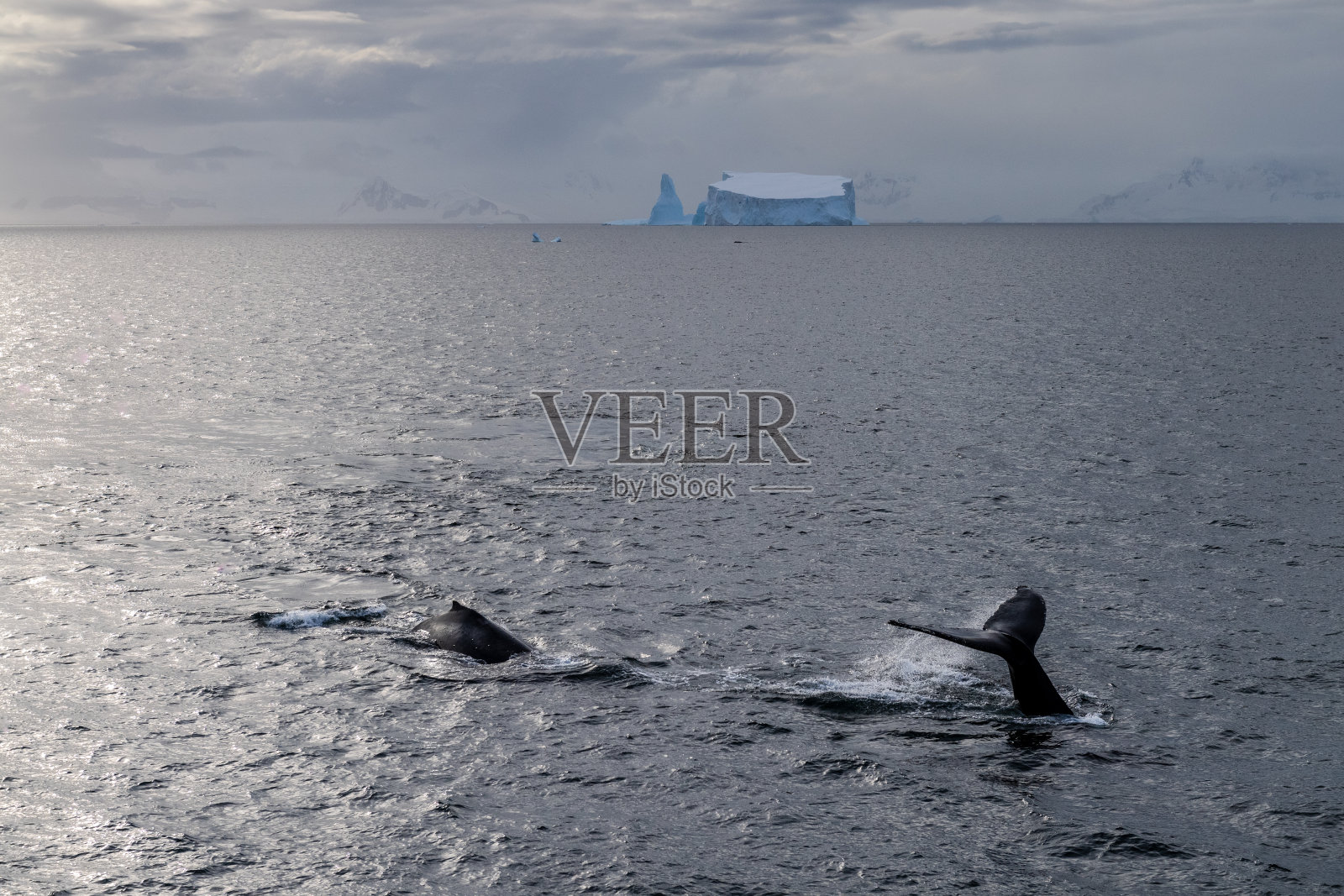 南极景观与潜水座头鲸照片摄影图片