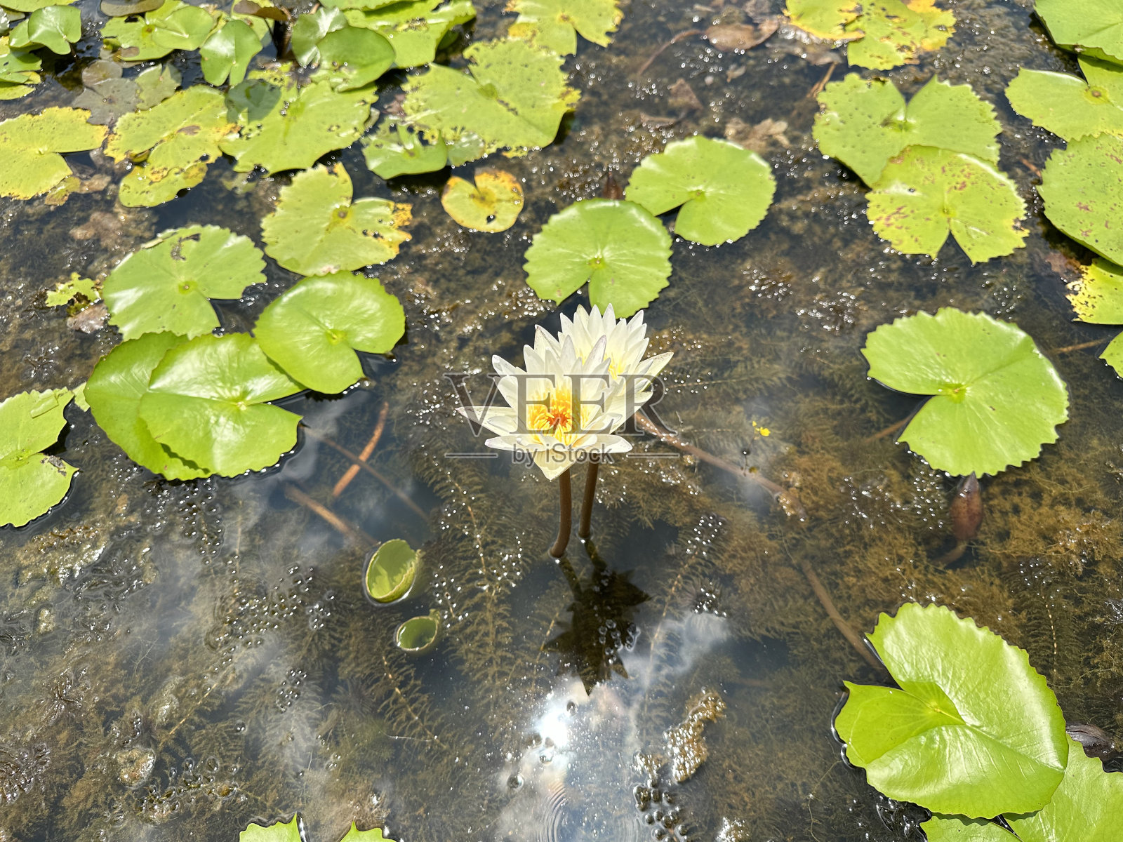 河里的荷花照片摄影图片