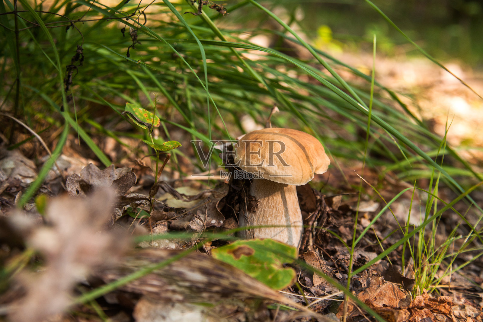 野生的肉毒杆菌。秋天，牛肝菌生长在森林的地面上。照片摄影图片