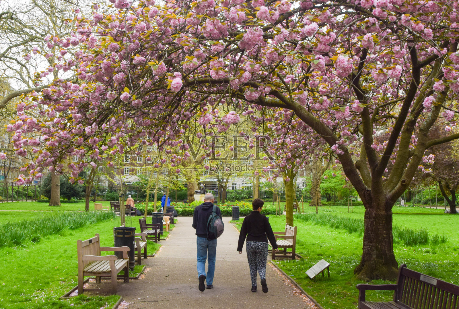 英国伦敦塔维斯托克广场的广岛樱花树照片摄影图片