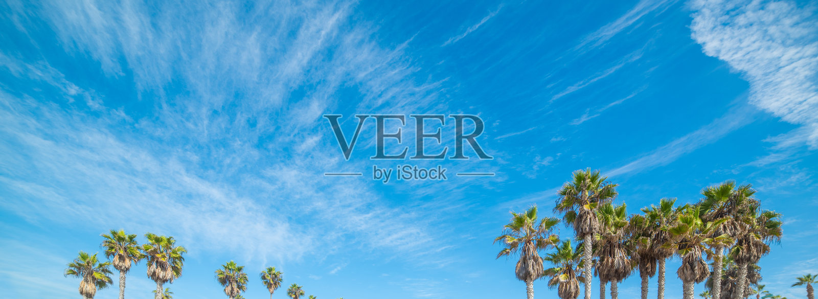 加州蓝天白云下的棕榈树照片摄影图片