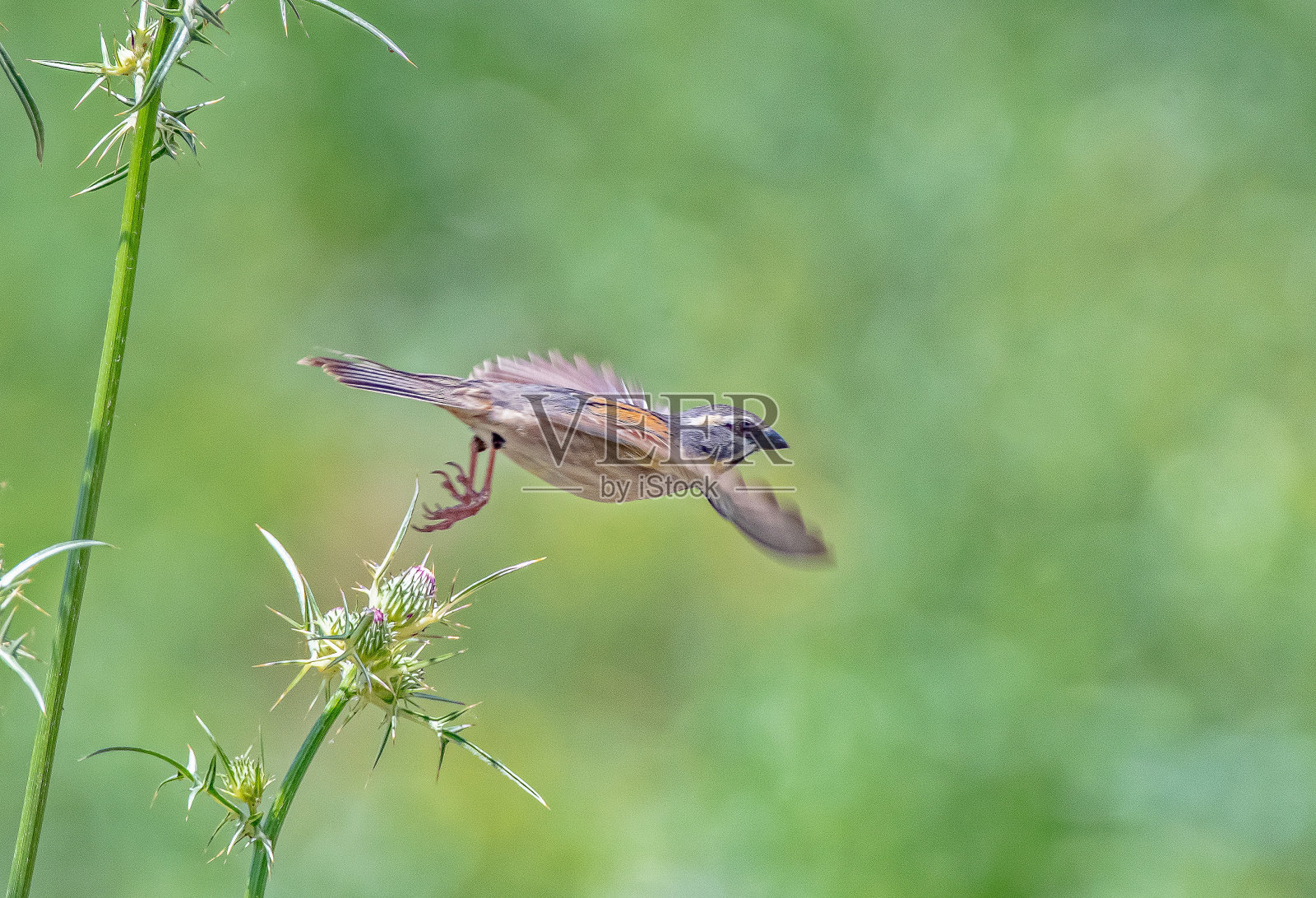 死海麻雀(Passer moabiticus)照片摄影图片