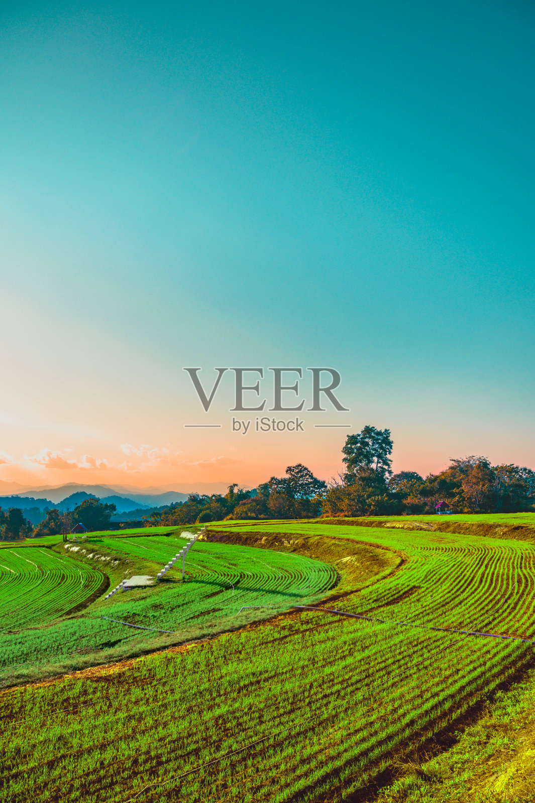 清迈省Samoeng区的高山上的大麦幼苗田照片摄影图片