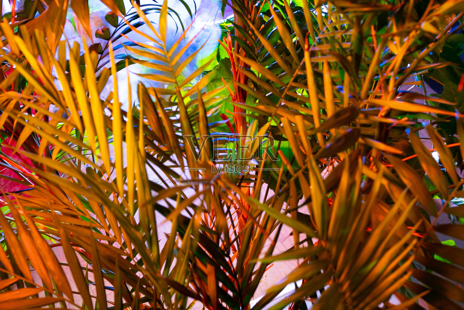 创意荧光色布局的热带树叶。平铺霓虹色彩。自然的概念。照片摄影图片