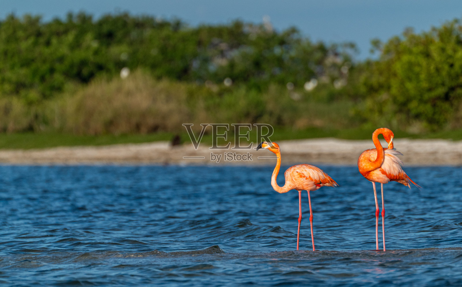 在佛罗里达梅里特岛国家野生动物保护区，大西洋红树林海岸的野生粉红色美洲火烈鸟充满活力照片摄影图片
