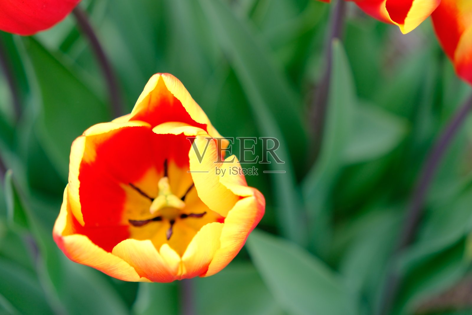 美丽的郁金香花照片摄影图片