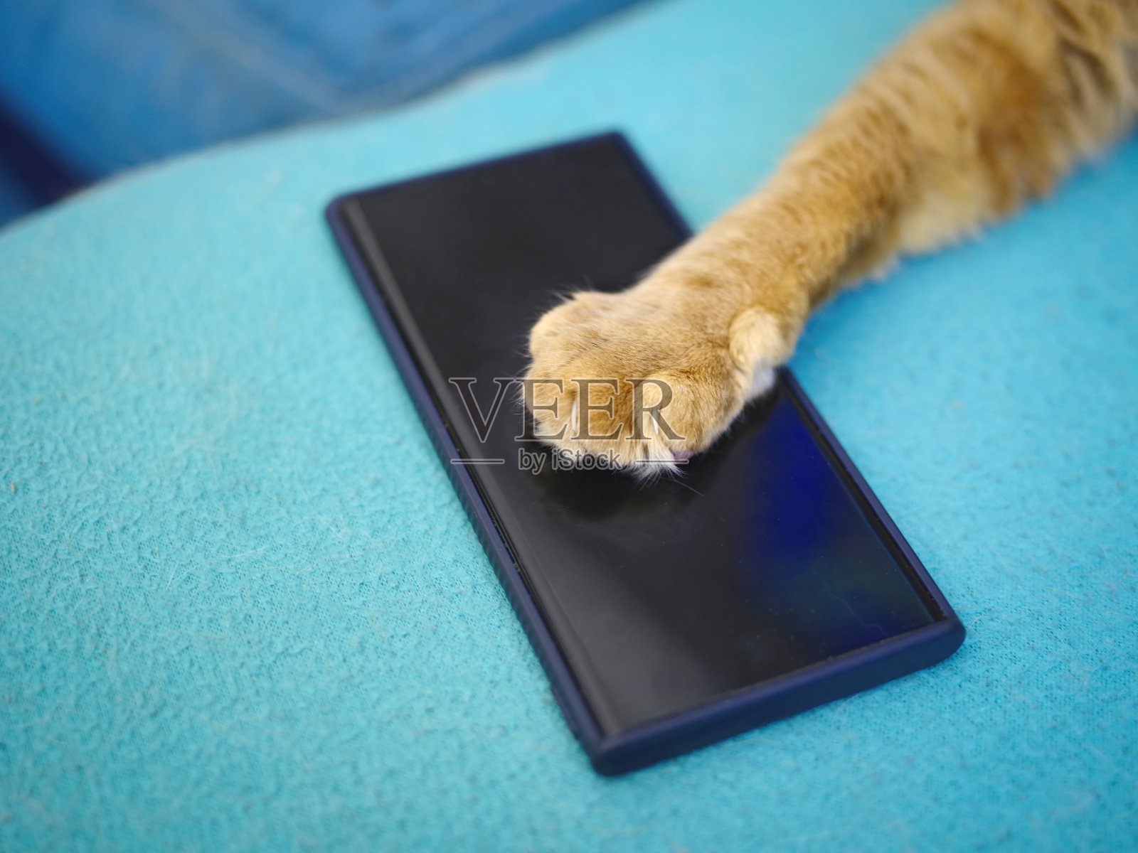 姜猫在沙发上用手机的特写。照片摄影图片