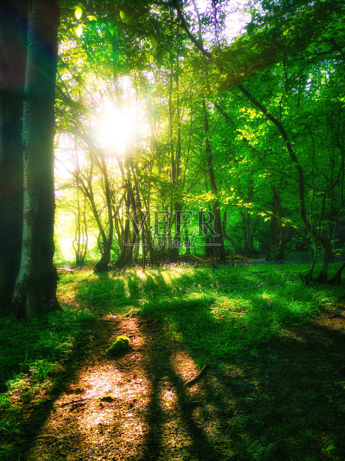 日出穿过树林照片摄影图片